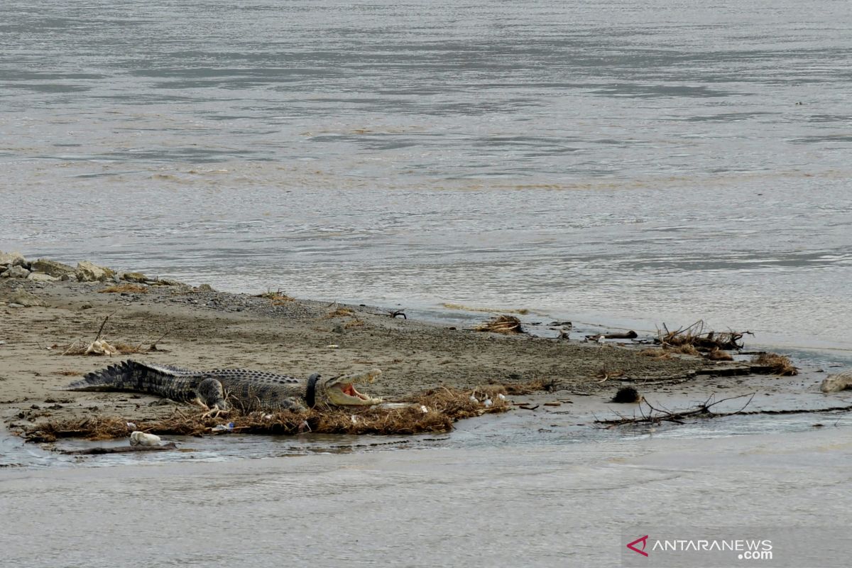 Buaya berkeliaran di Pantai Carocok Painan, wisatawan diminta jauhi pantai