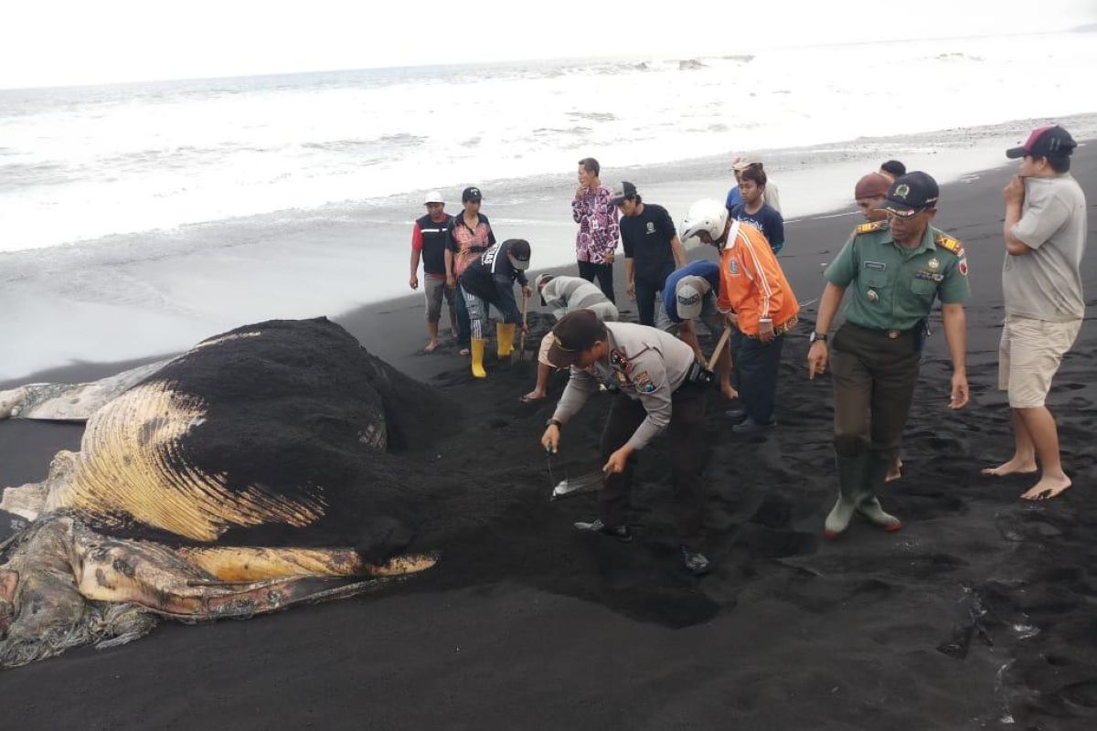 Polisi bersama warga kubur bangkai paus terdampar di Lumajang