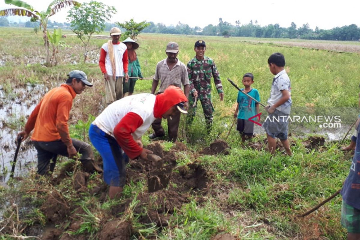 Babinsa Musirawas berantas hama tikus  persawahan