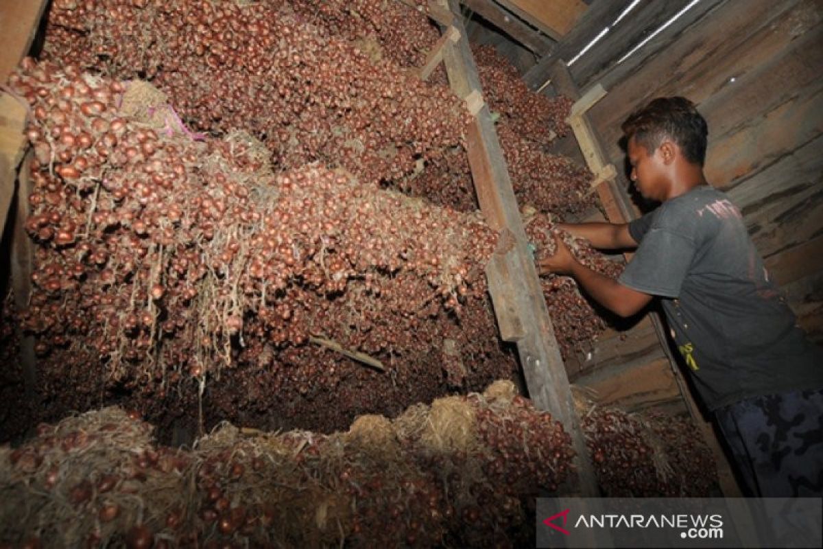 Petani Palu produksi bawang merah lokal sekitar 702 ton