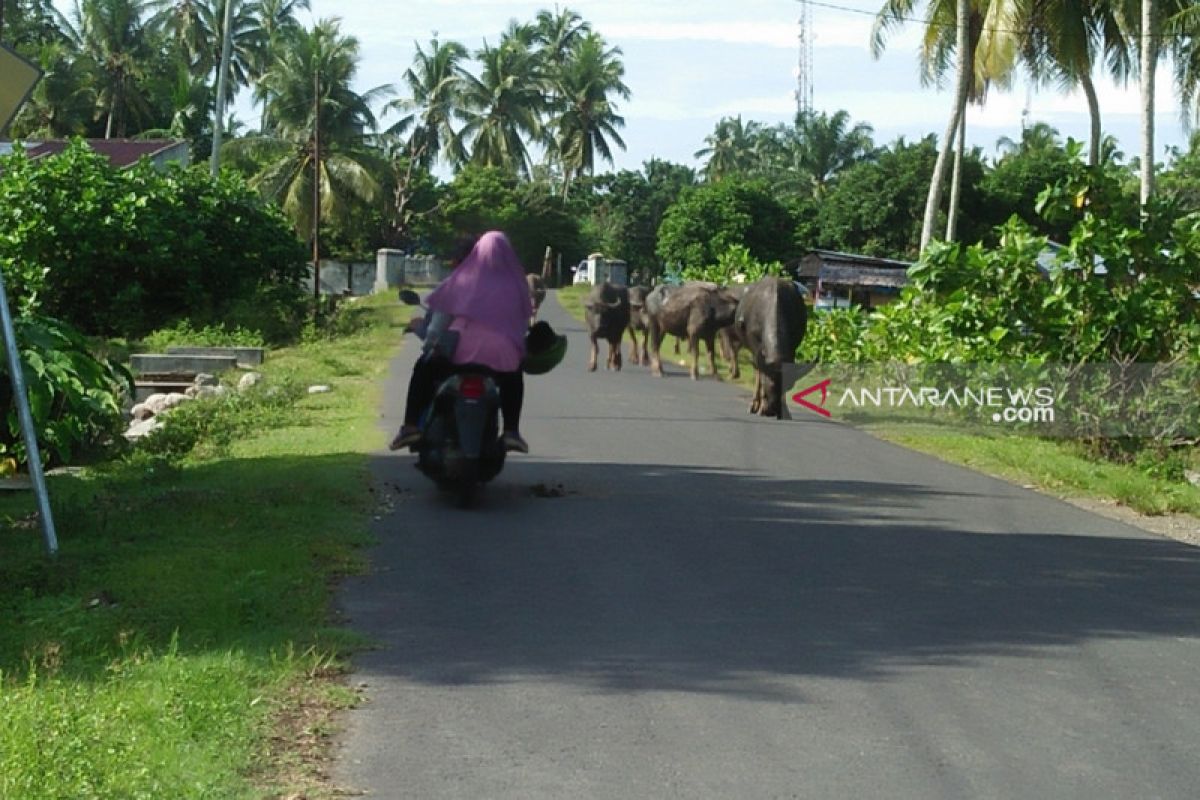 Satpol PP Mukomuko siap tertibkan ternak liar