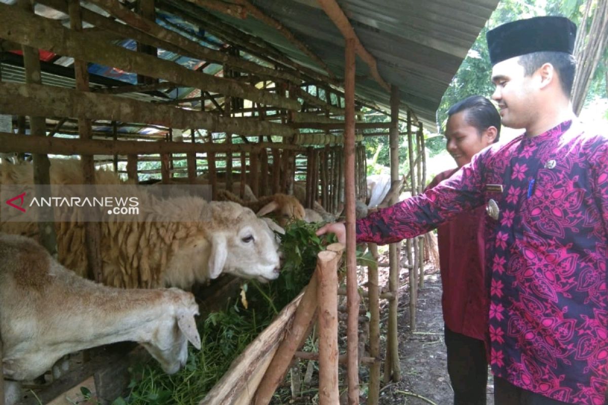 Pemuda Tapsel kembangkan kewirausahaan ternak kambing