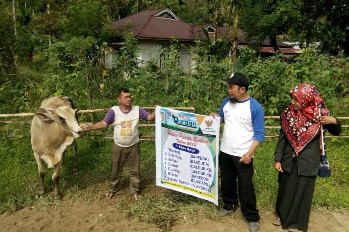 Baznas Agam tebar hewan kurban ke daerah pelosok