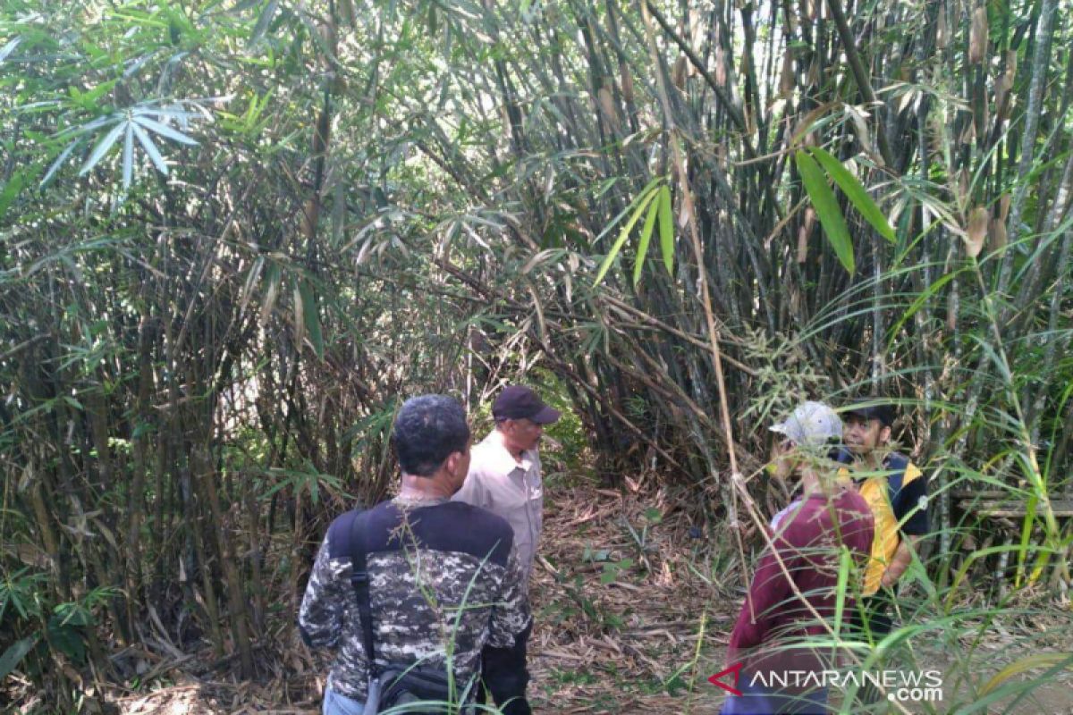 Protected forest team monitors Marajai forest