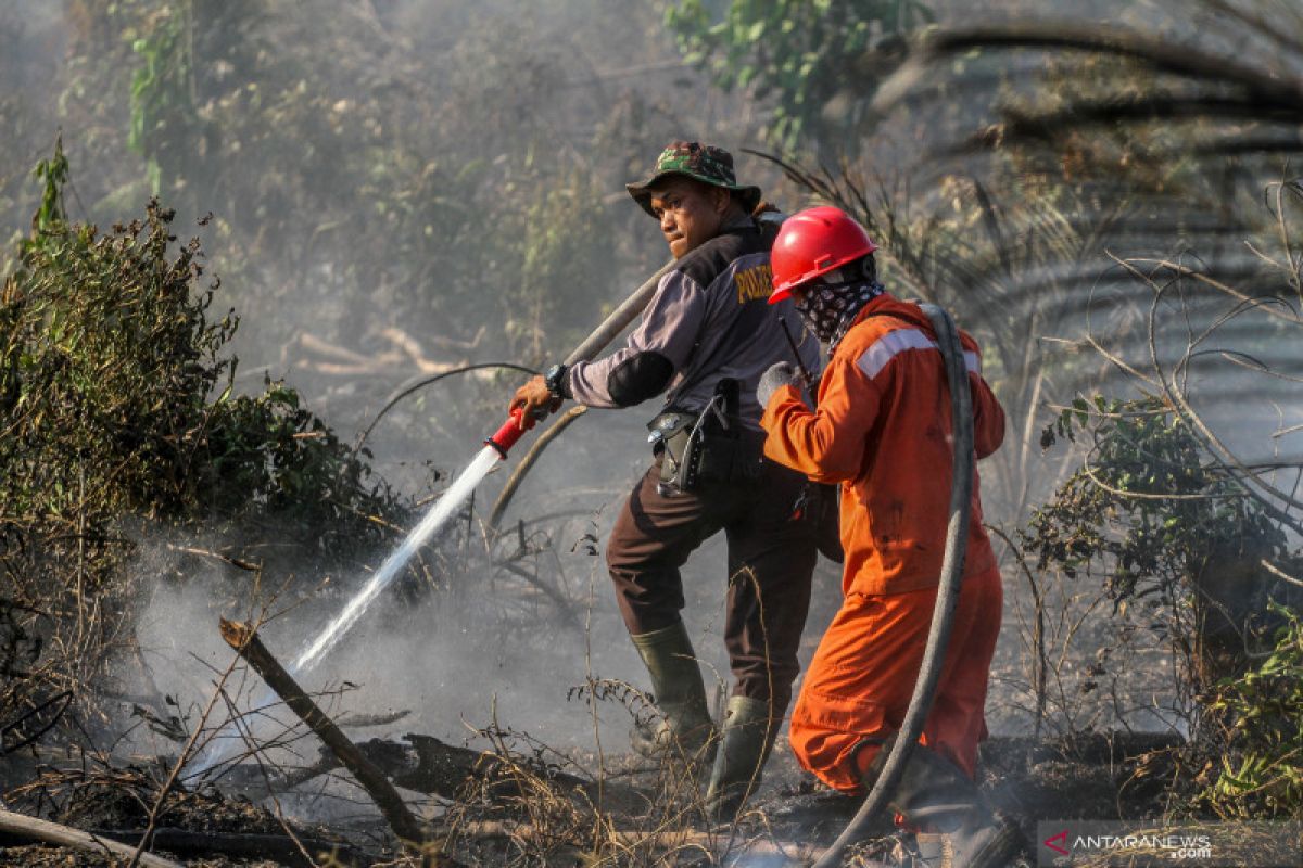 Polisi tangkap pembakar  lahan gambut untuk kebun cabai