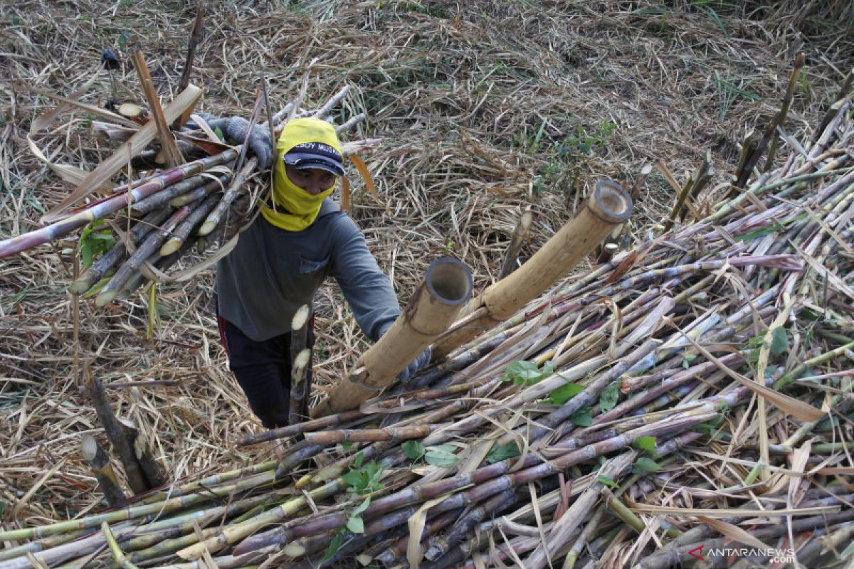 Pabrik gula Situbondo beli tebu petani Rp60.000 hingga Rp65.00/kuintal