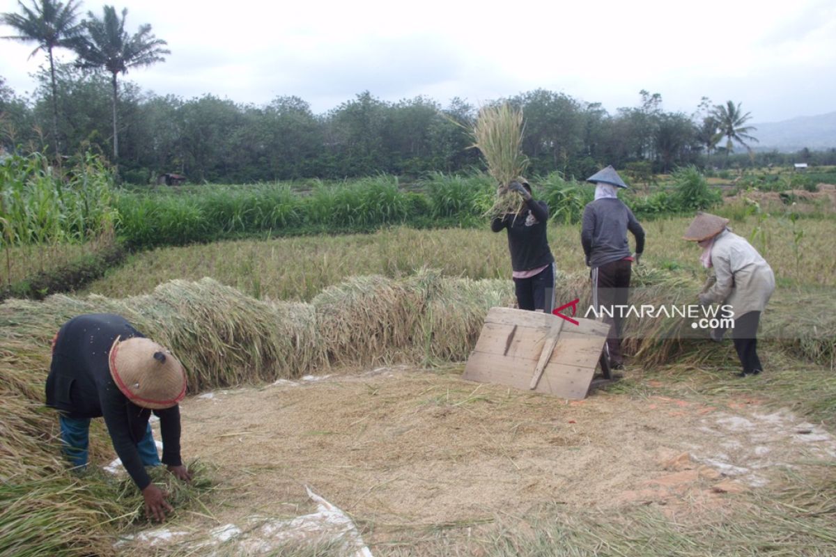 Petani Rejang Lebong kembangkan padi varietas lokal