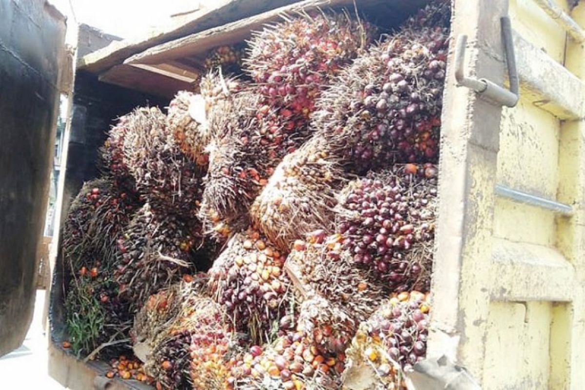 Malaysia  ajukan keluhan ke WTO terkait kebijakan kelapa sawit Eropa