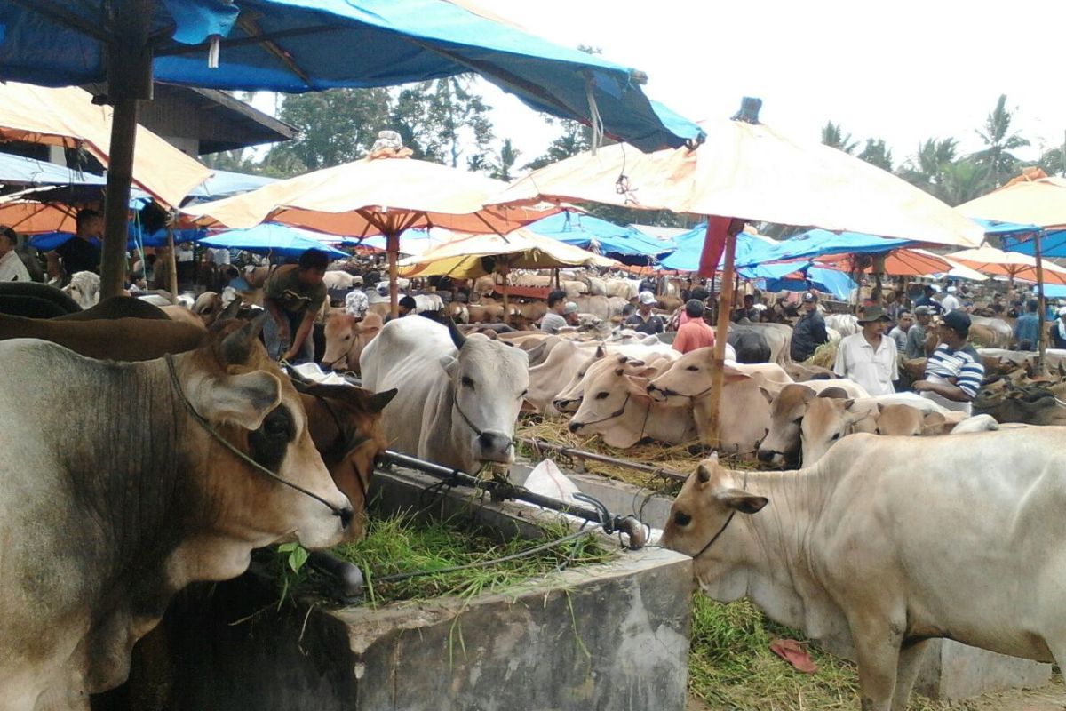 Separuh hewan kurban Agam didatangkan dari luar Sumatera Barat