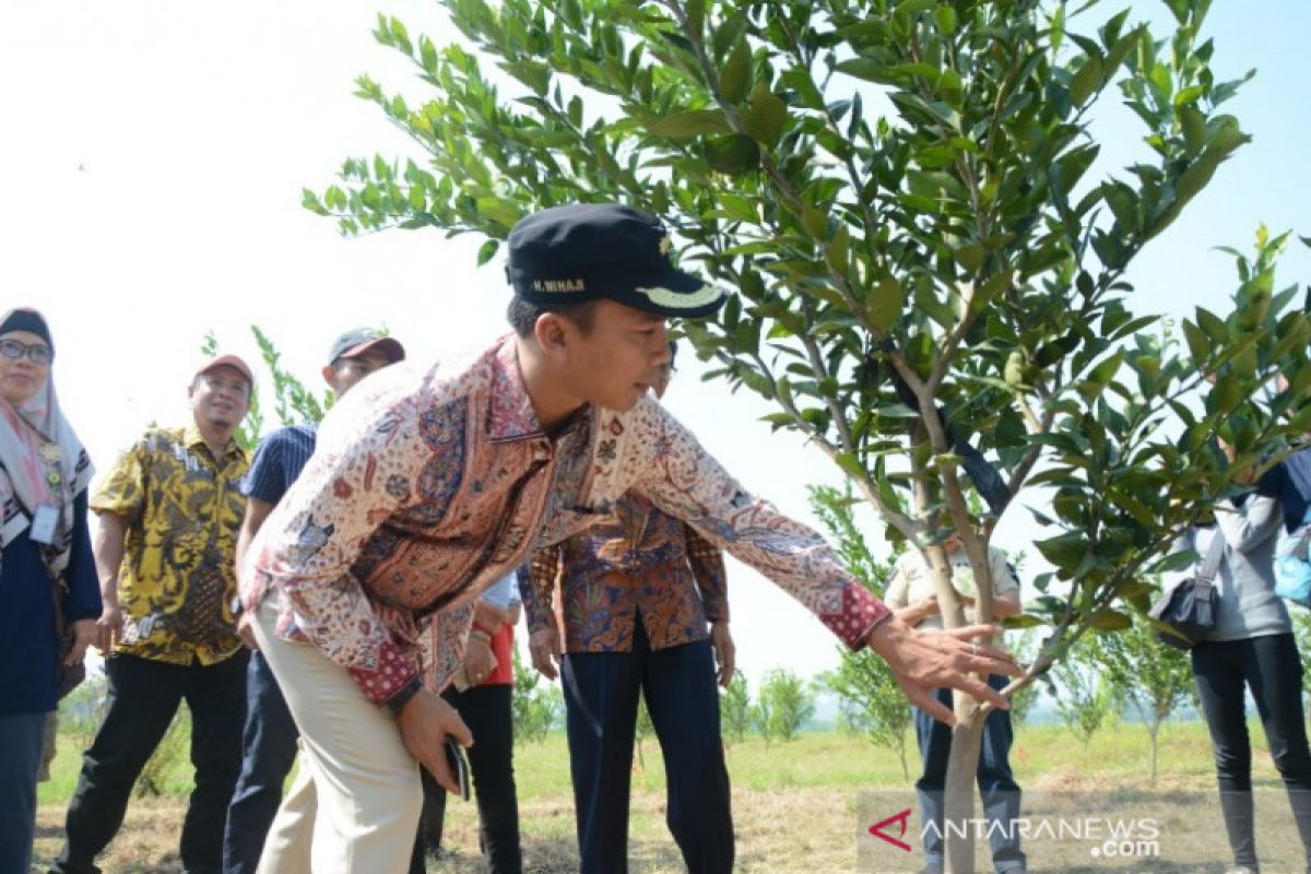 Pemkab Batang rintis agrowisata jeruk