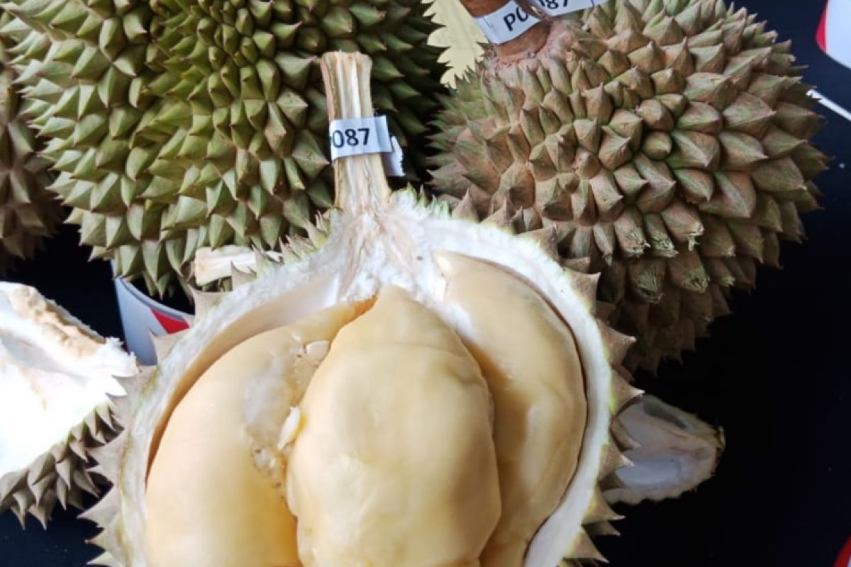 Residents on Sebatik Island hold durian festival