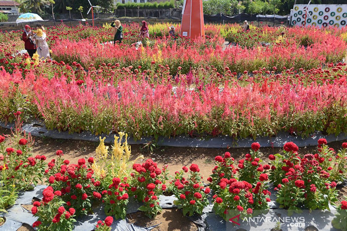 Agrowisata taman bunga celosia