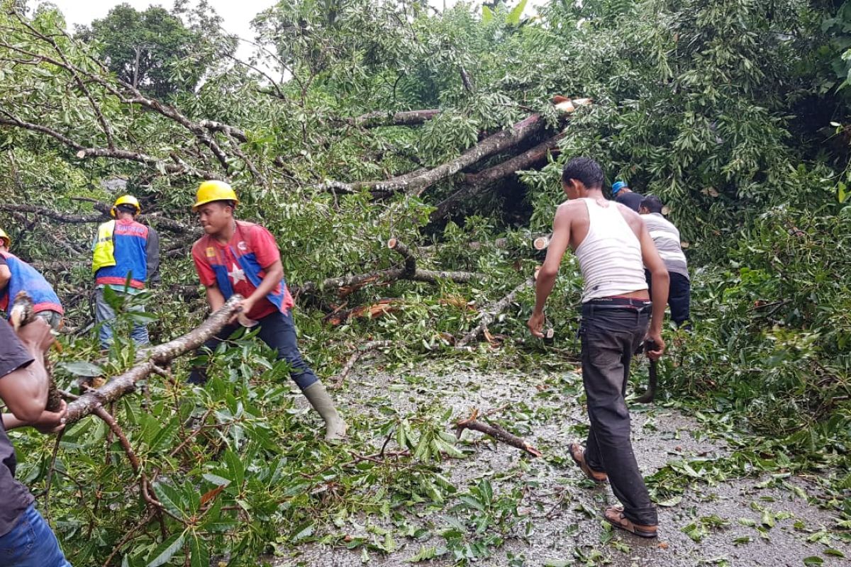 Aceh Besar dilanda hujan es disertai pohon tumbang