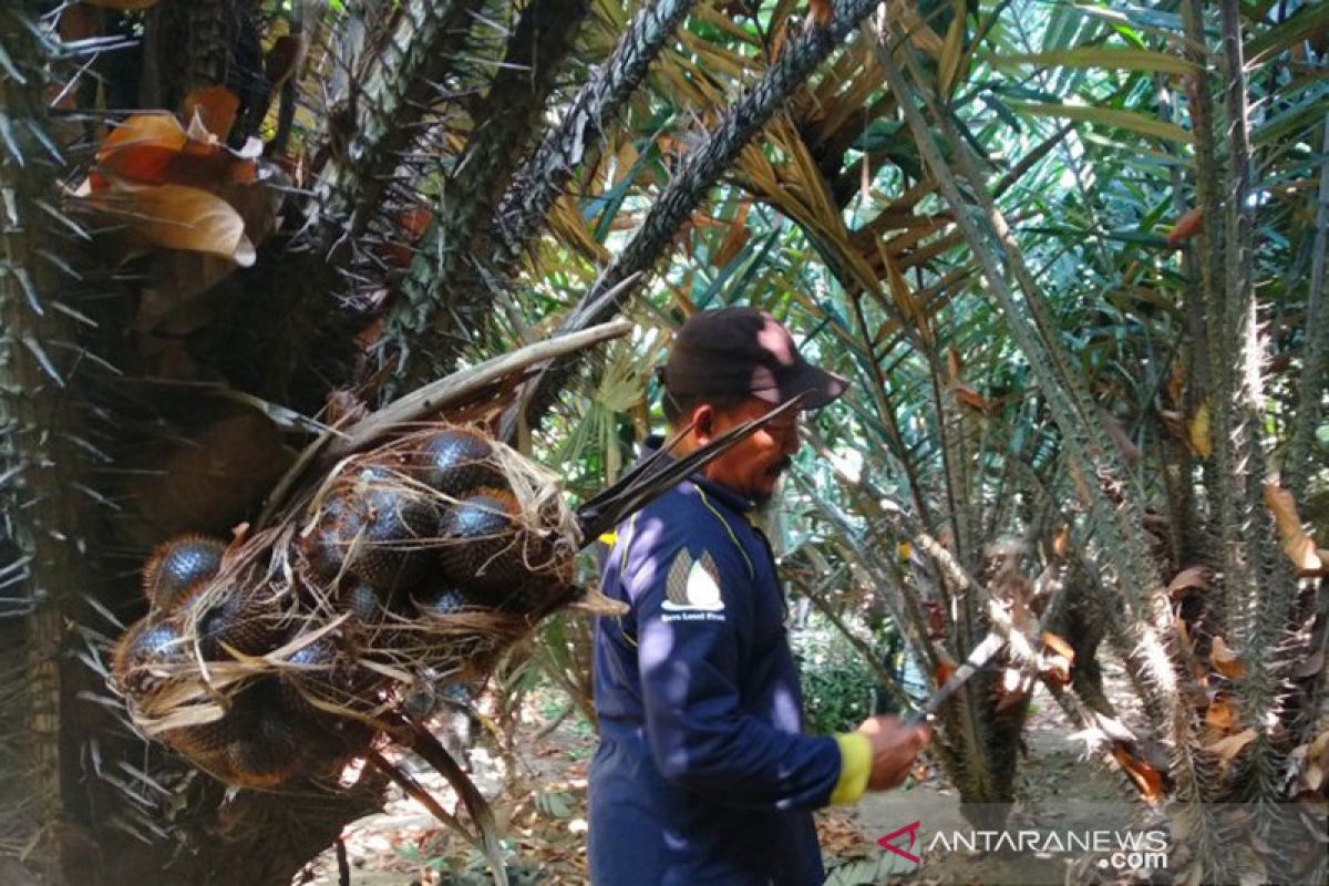 Benteng terakhir konservasi salak condet Jakarta