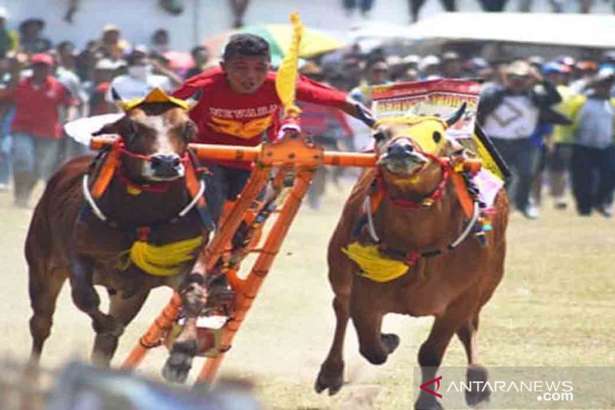 Bangkalan gelar karapan sapi Piala Presiden 2019