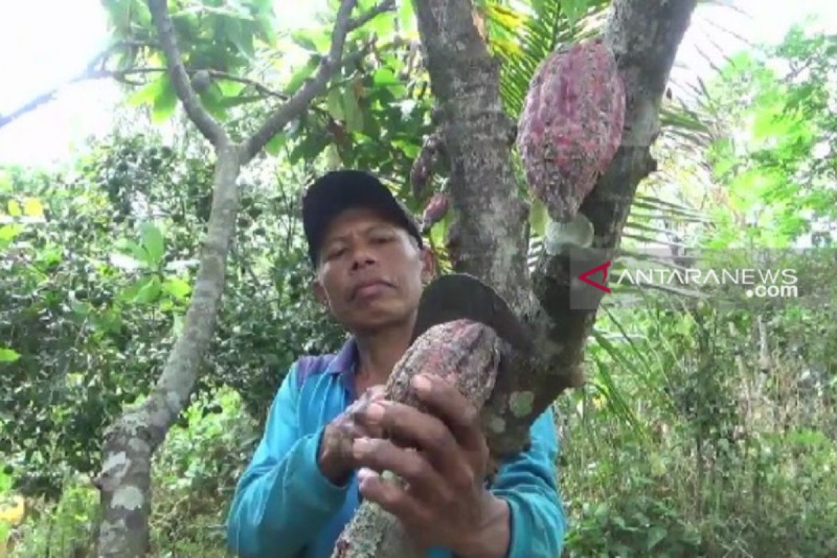 Petani kakao di Madiun keluhkan hama patek