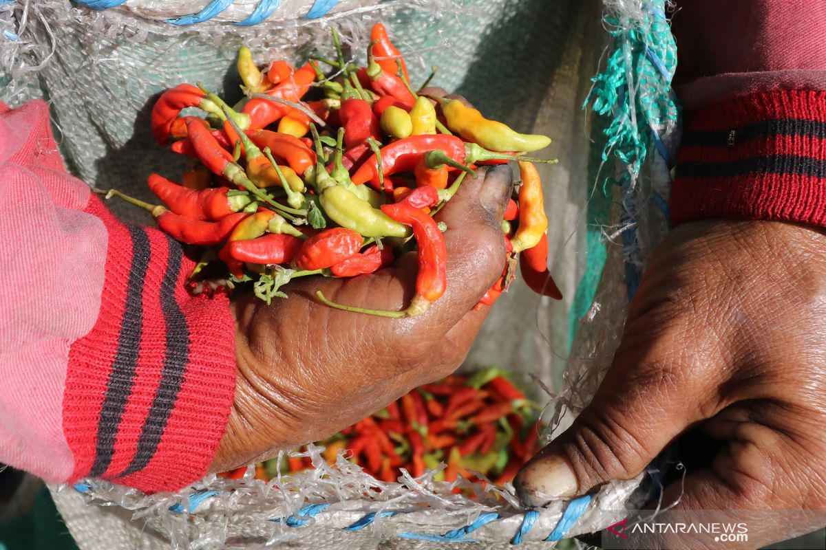 Warga keluhkan hargai cabai Rp100.000/kg