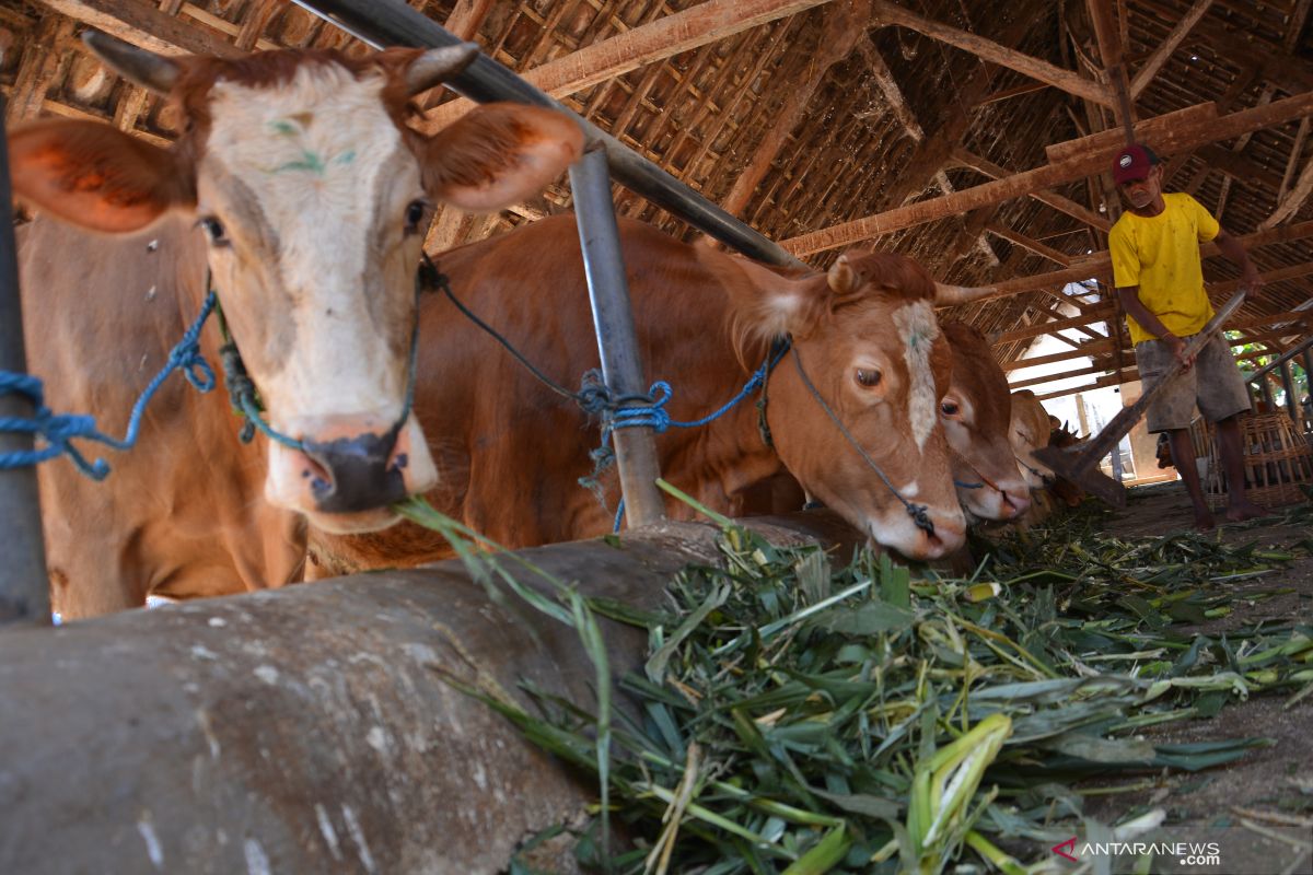 300 ekor sapi disiapkan RPH Surabaya untuk Idul Adha