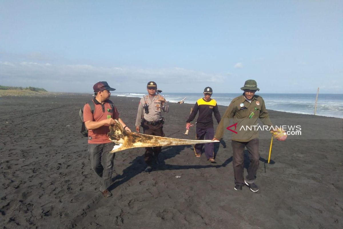 BBKSDA Jatim teliti jenis paus terdampar di Pantai Bambang Lumajang