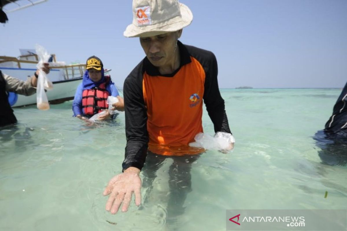 Kemenkeu kaji regulasi PNBP untuk benih lobster