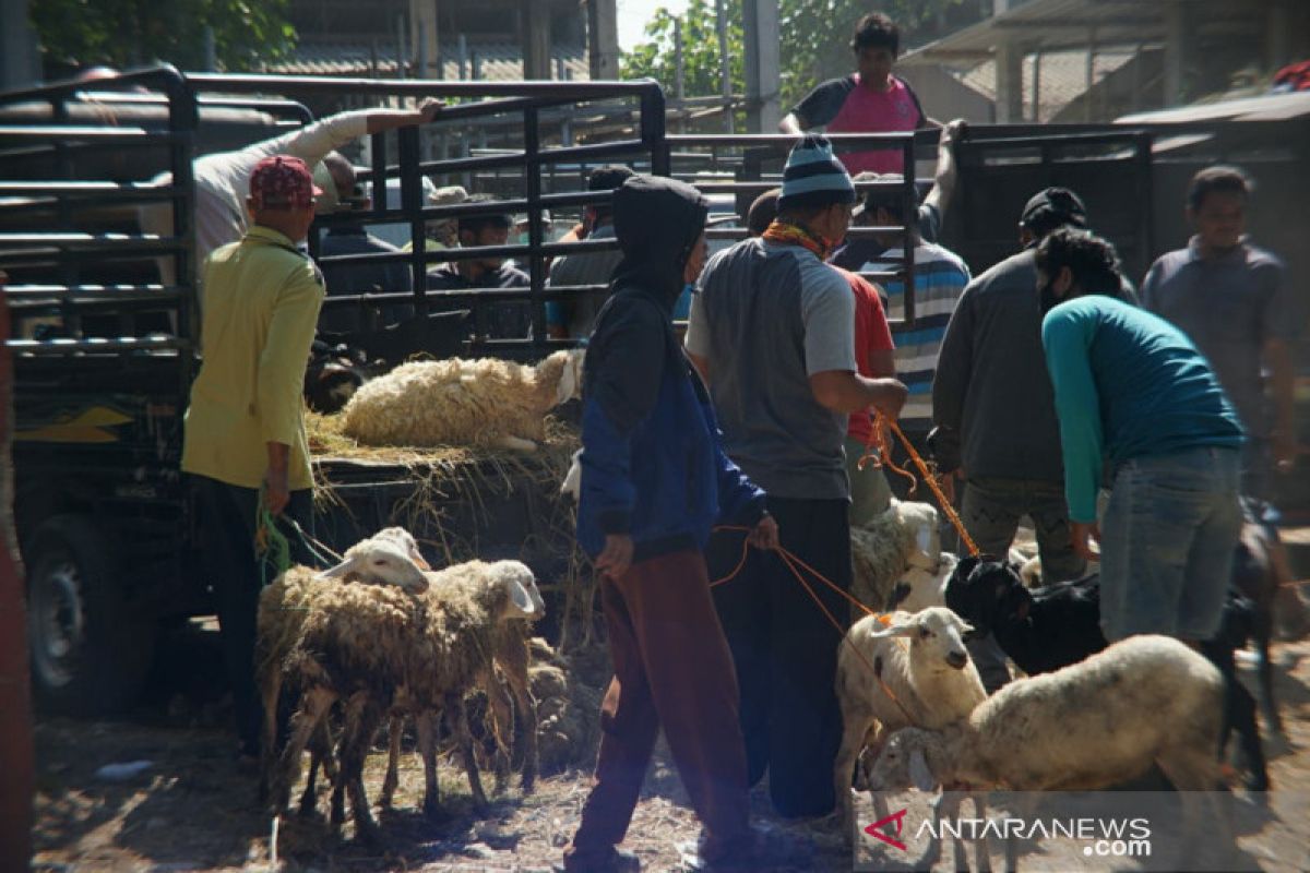 Harga kambing mulai naik jelang Idul Adha