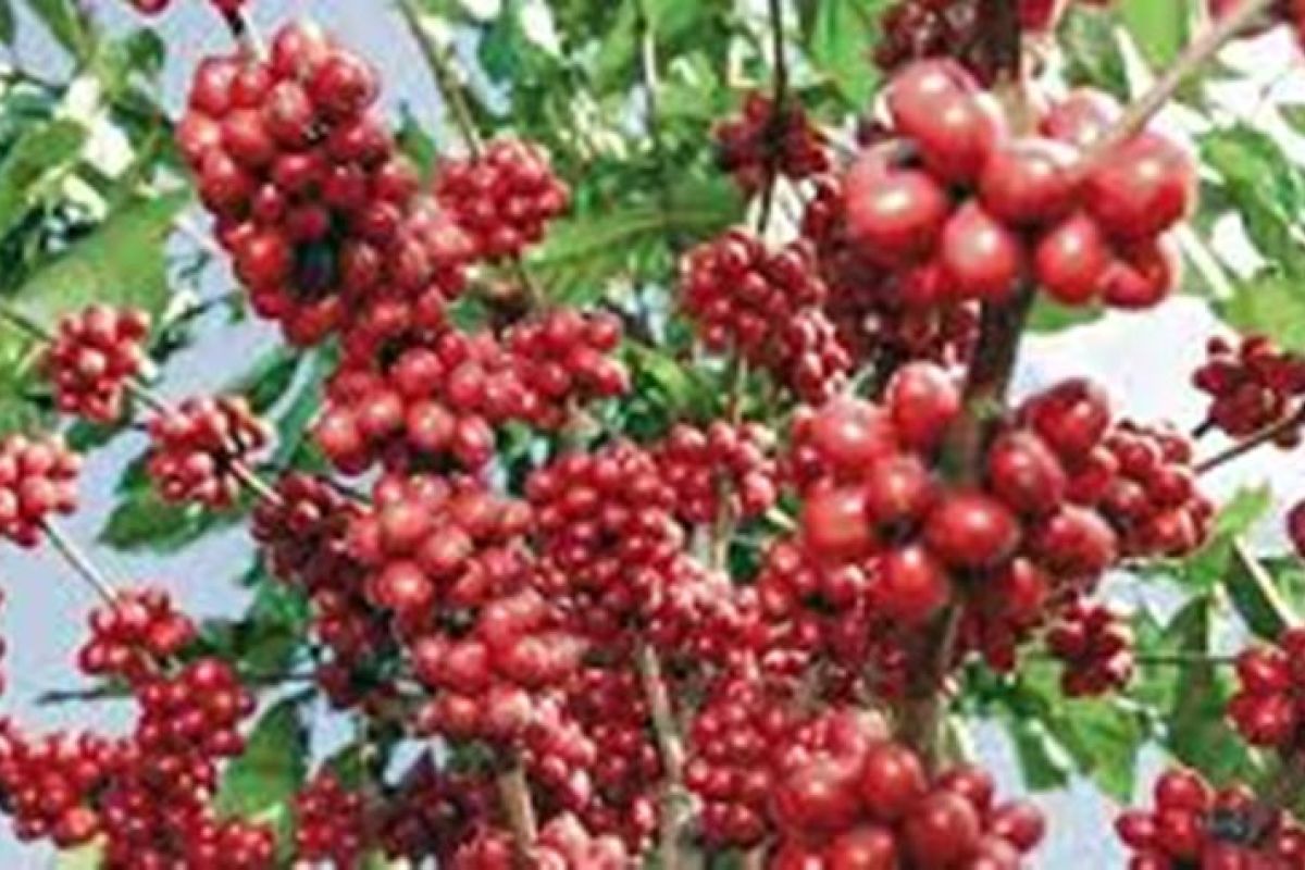 Desa Pagur hasilkan 10 ton kopi Mandailing per bulan