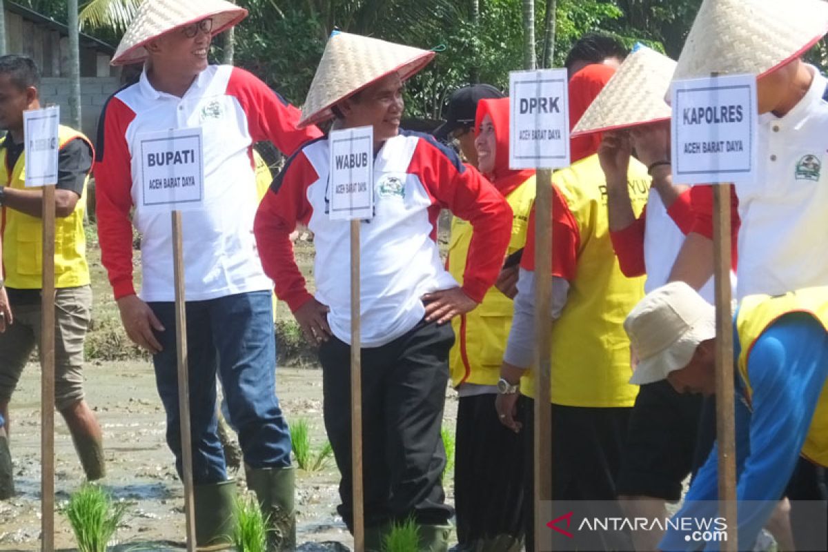 Gubernur Aceh Tanam Padi Perdana di Abdya