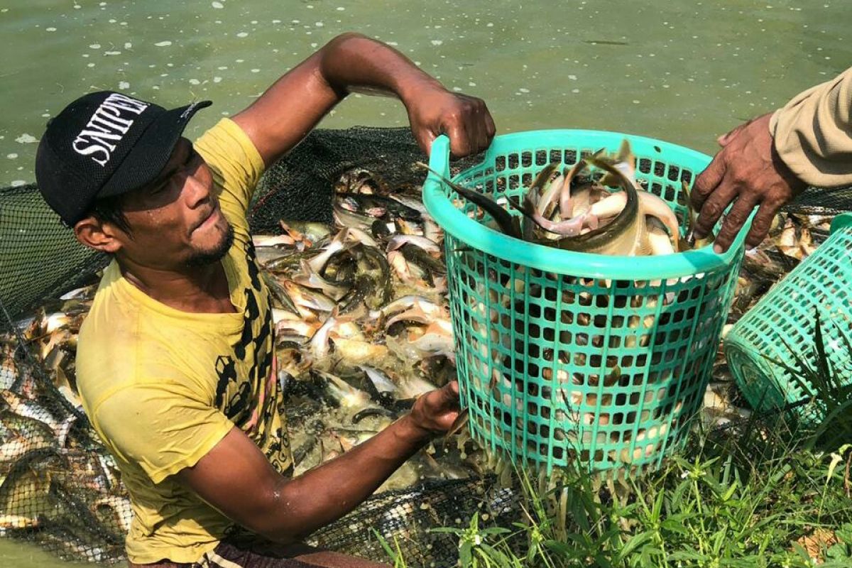 Menteri Kelautan dan Perikanan dukung kampung budi daya ikan guna dongkrak ekonomi