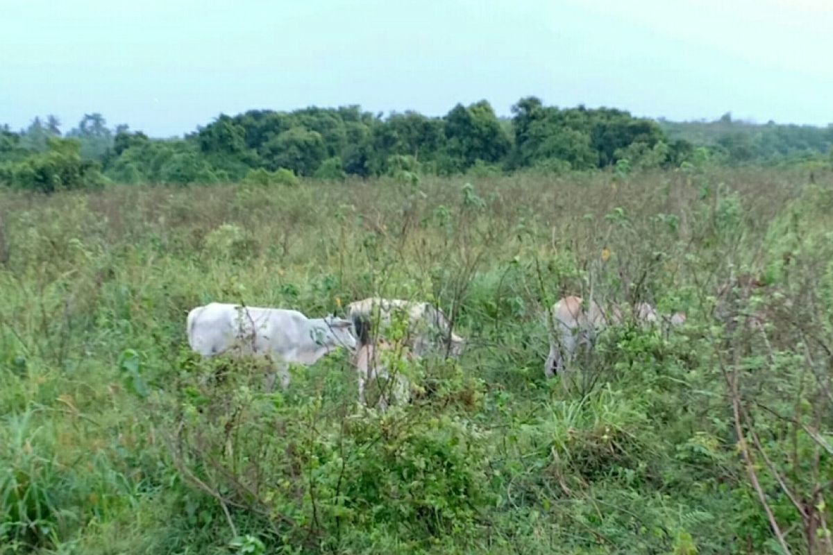 Ratusan ekor ternak kerbau di TN Way Kambas dikeluarkan