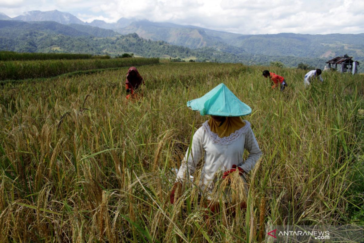 Pengamat ekonomi ingatkan transparansi terkait rencana impor beras ketan