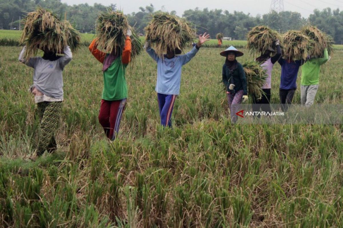 Kementan mendorong penyuluh percepat pertumbuhan korporasi pertanian