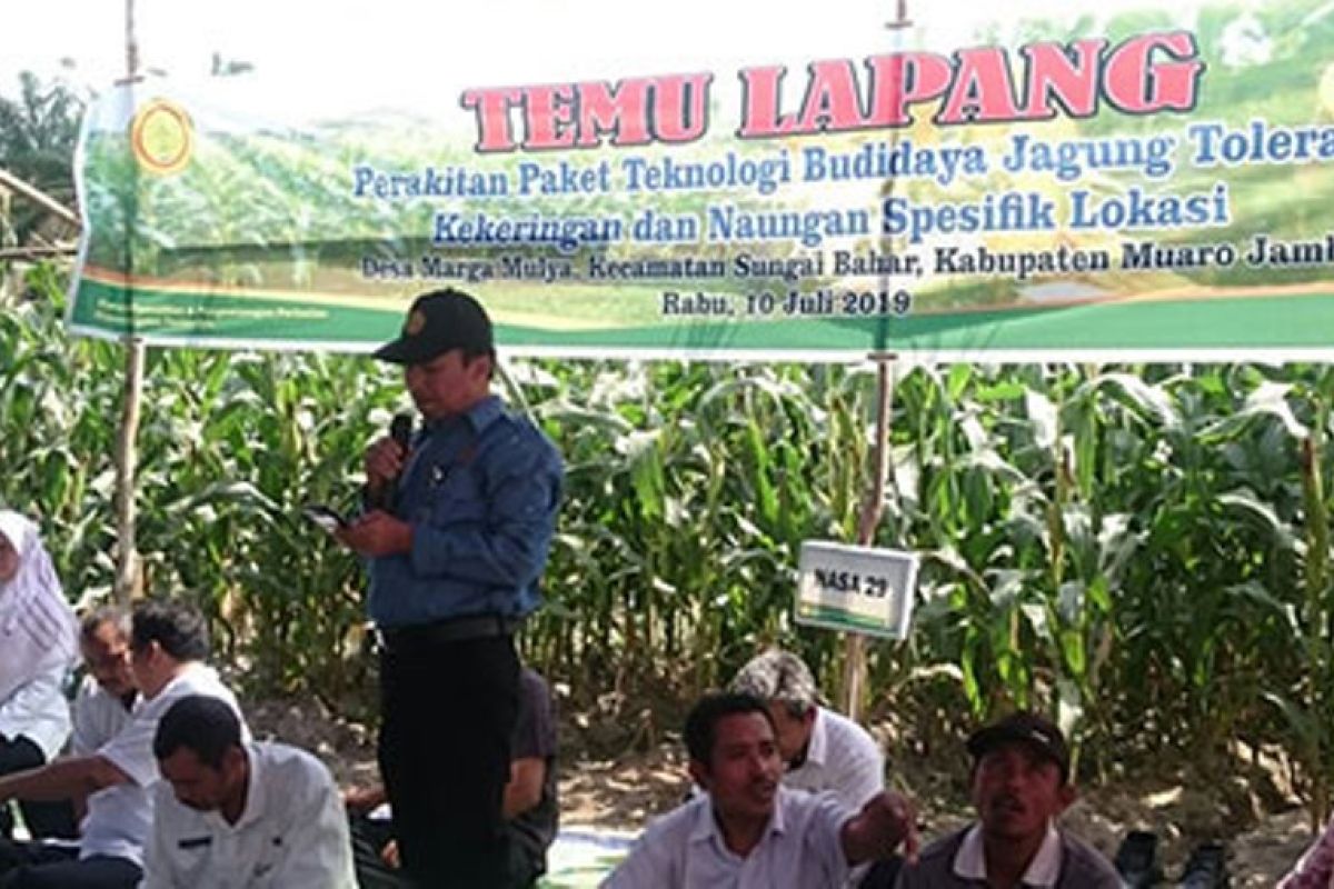 BPTP Jambi dorong penerapan  teknologi dalam berusaha tani jagung