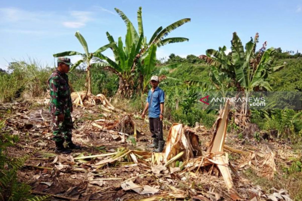 Gajah liar mengamuk dan rusak kebun warga