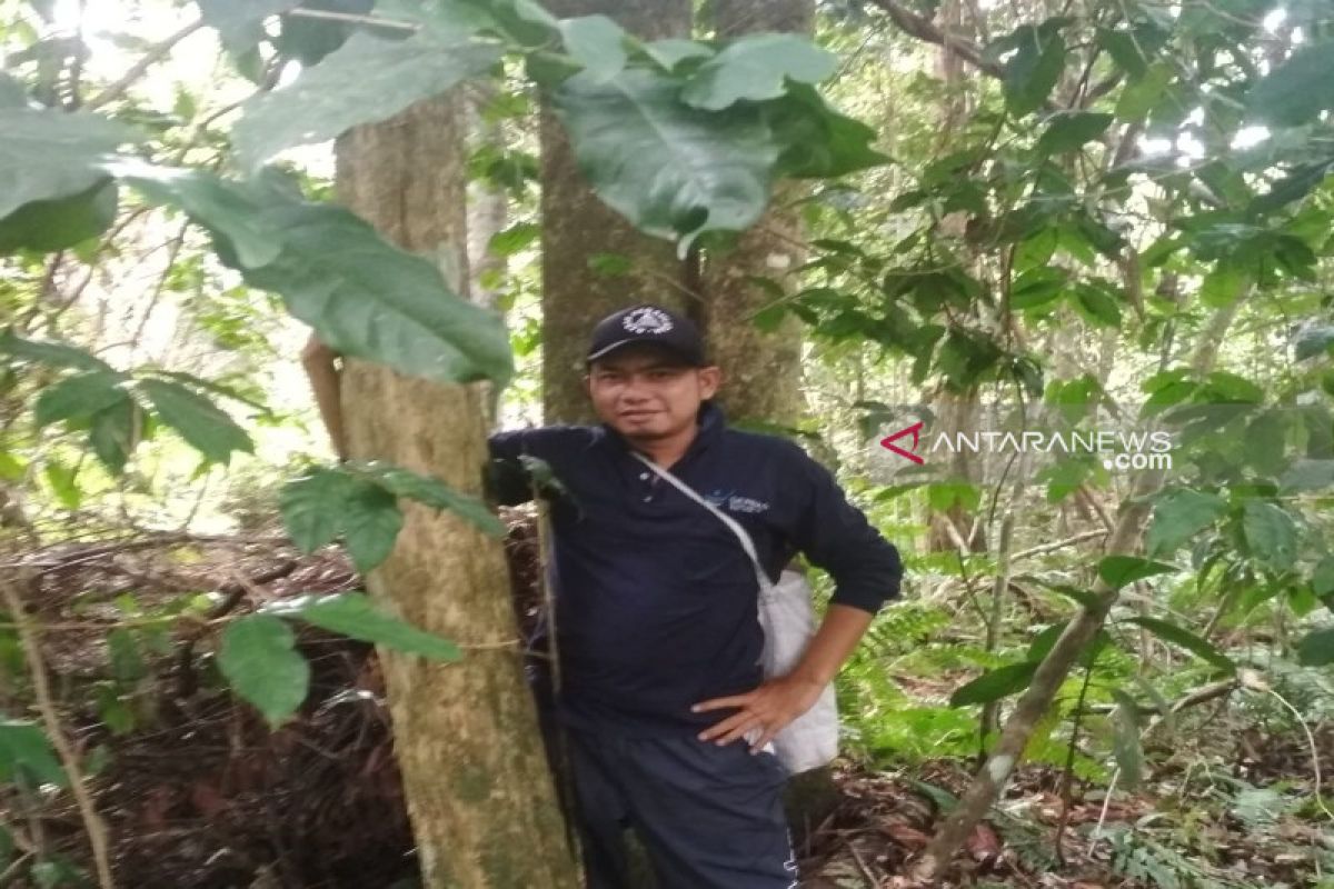 Pohon kopi diperkirakan berusia ratusan tahun ditemukan di Desa Pagur