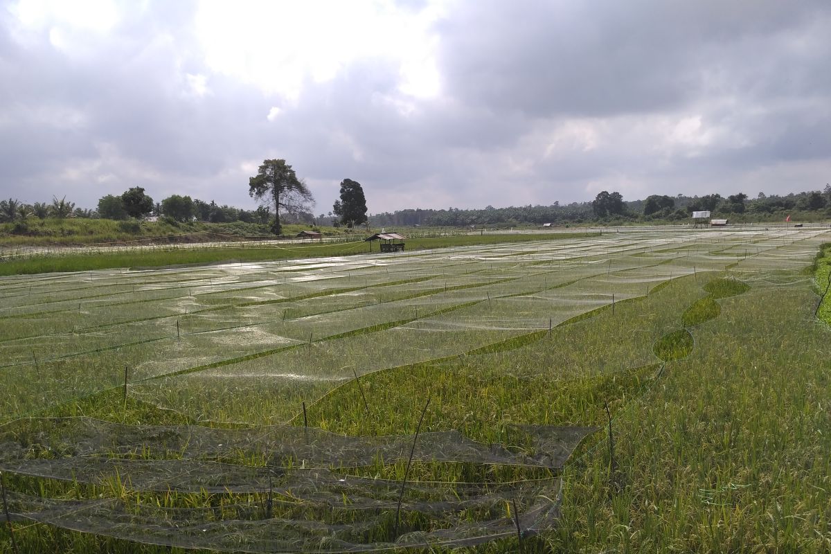 Kekeringan di Jambi ancam ribuan hektare sawah