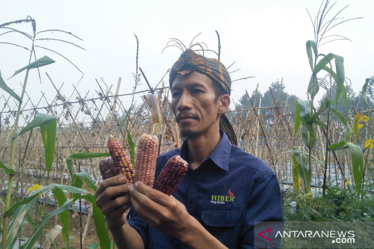 Heboh jagung warna-warni, ratusan orang kunjungi kebun Luki