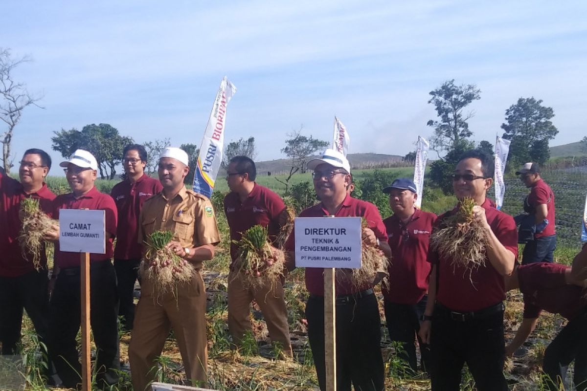 Pusri bantu peningkatan produksi bawang merah di Solok