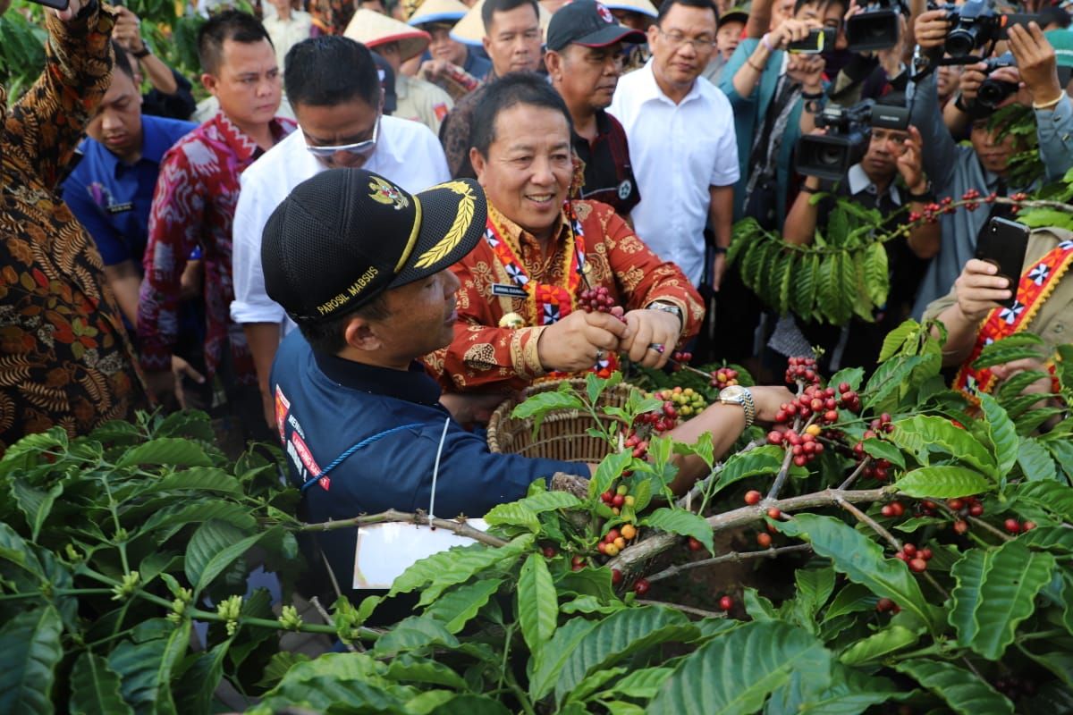 Harga biji kopi di Lampung turun