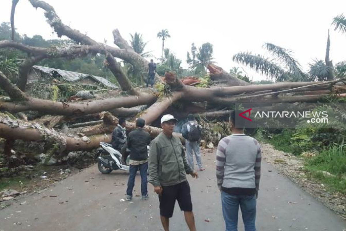 Akibat pohon besar tumbang, ratusan kendaraan terjebak macet