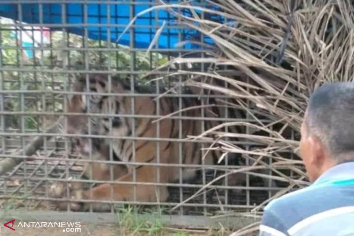 Harimau pemangsa warga Palas masuk perangkap