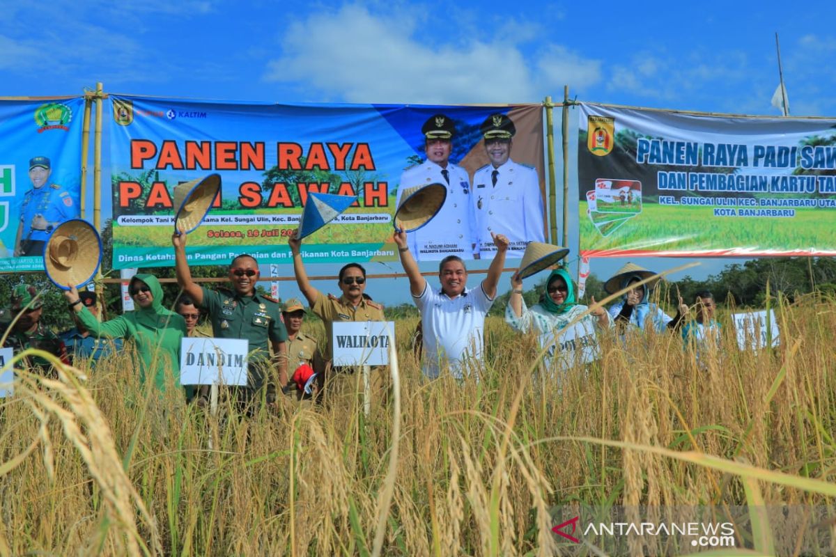 Wali Kota panen padi perdana di Sungai Ulin