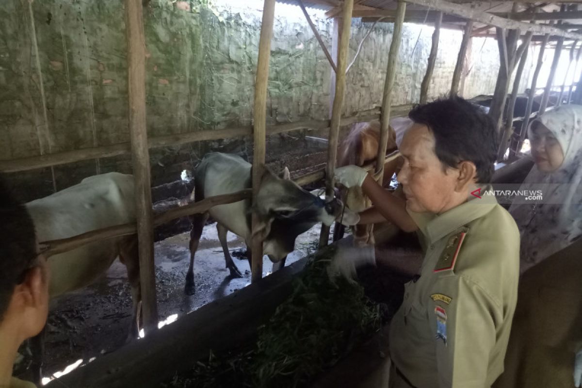 Pemkot Palembang ingatkan peternak qurban waspadai dampak kemarau