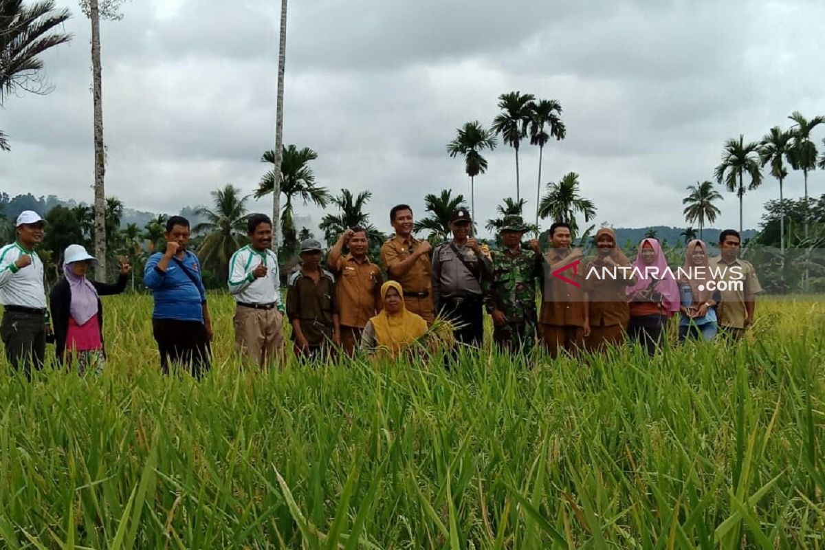 Produksi gabah petani Mukomuko turun