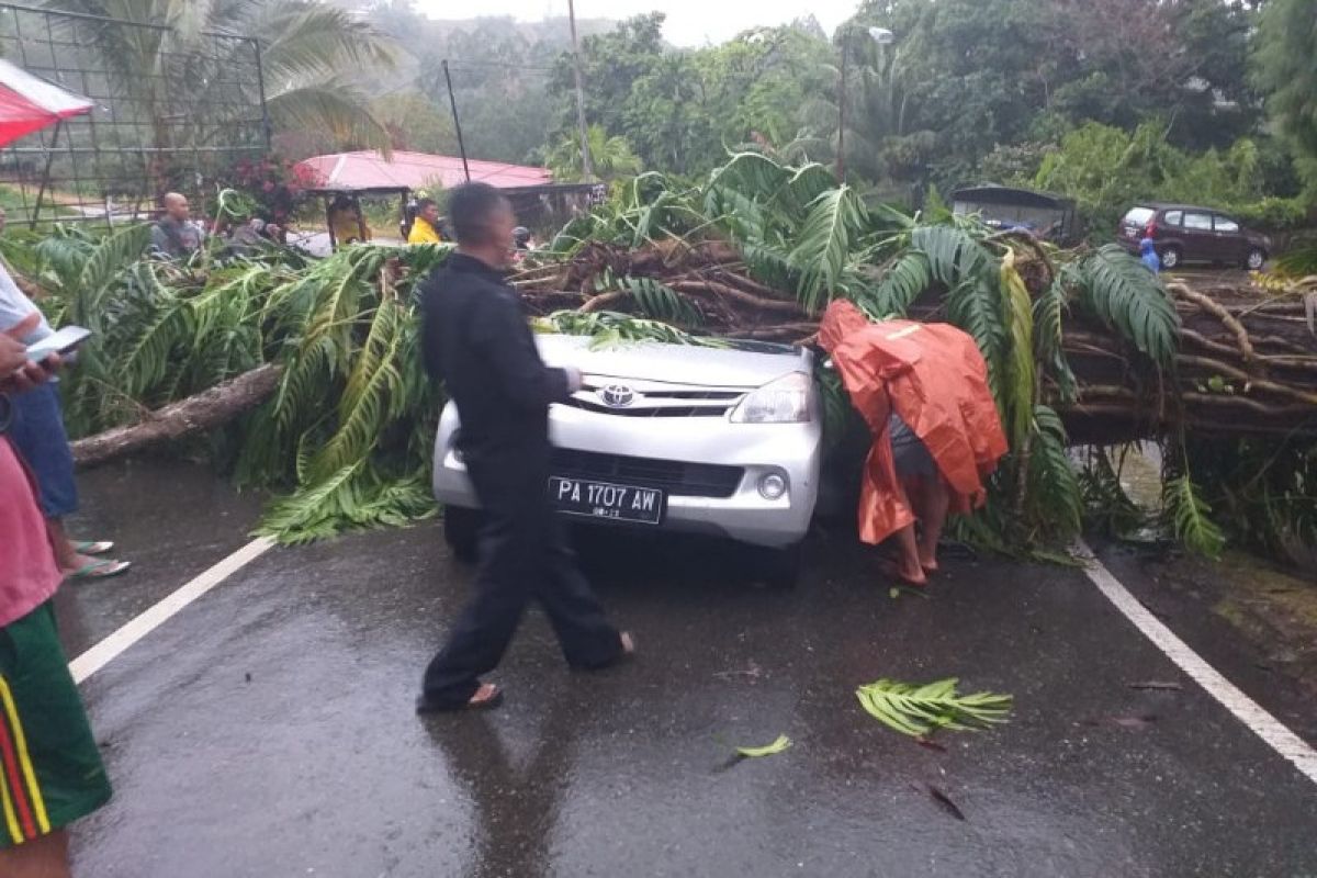 Angin kencang disertai hujan sebabkan pohon tumbang di Jayapura