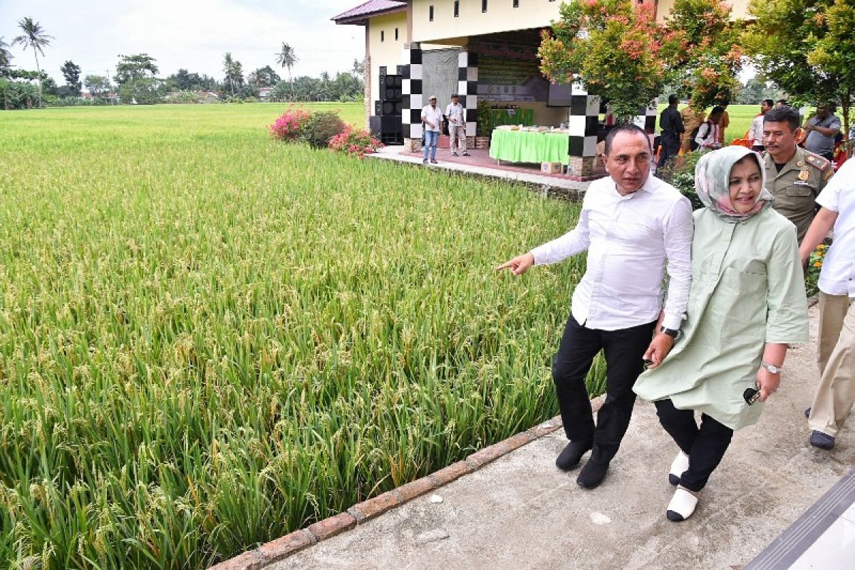 Pemprov Sumut dorong peningkatan produksi padi dengan sistem jarwo