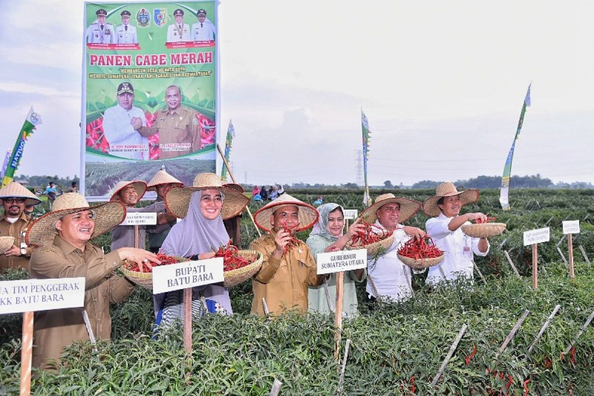 Batubara jadi sentra produsen cabai merah di Sumut