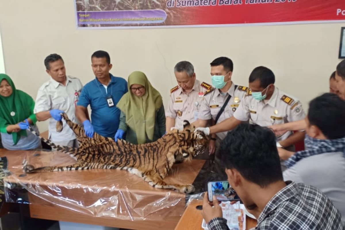 Karantina Padang serahkan kulit harimau ke BKSDA Sumbar, pengirim ditelusuri