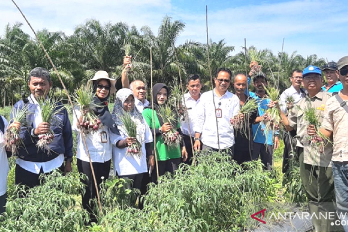 Distan Kalbar genjot produksi cabai dan bawang