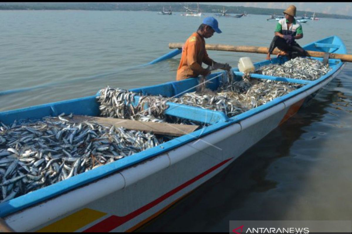 BPSPL jelaskan video viral ikan "terdampar" di Pantai Batu Bolong