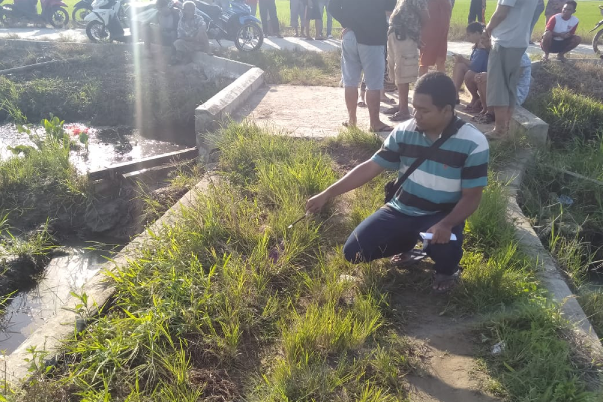 Wanita tanpa busana tewas mengenaskan di sawah